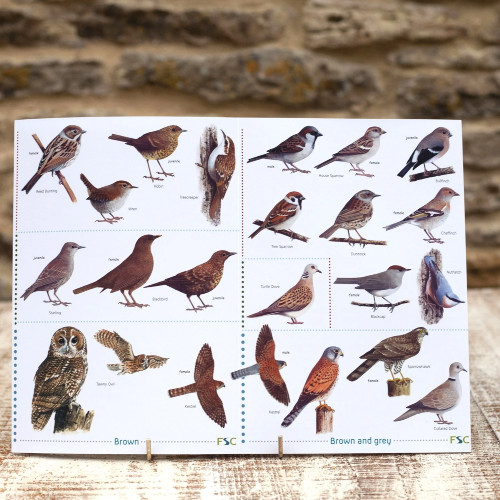 Field Guide - Garden Birds