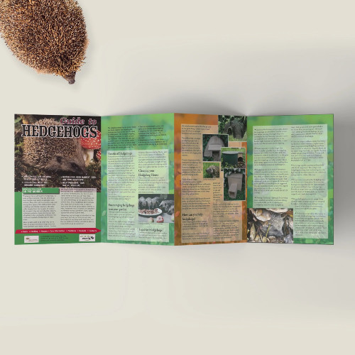 Field Guide - Hedgehog