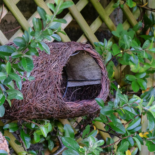 Robin Tree Nest Brushwood